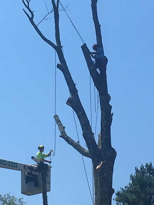 Pinnacle Tree Professional Arborists’ will remove hazardous trees.