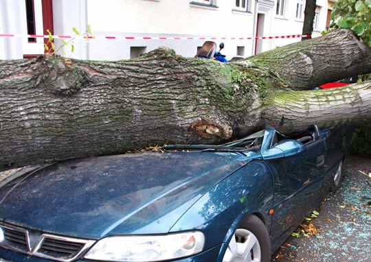 Link to more information about emergency storm damage and hazardous tree removal.