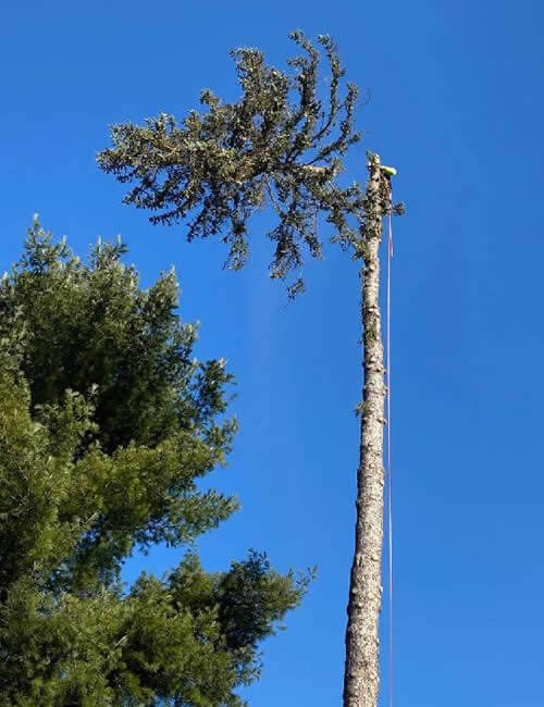 Pinnacle Tree Professional Arborists’ tree climbers can trim and prune your trees minimizing the impact on your land.