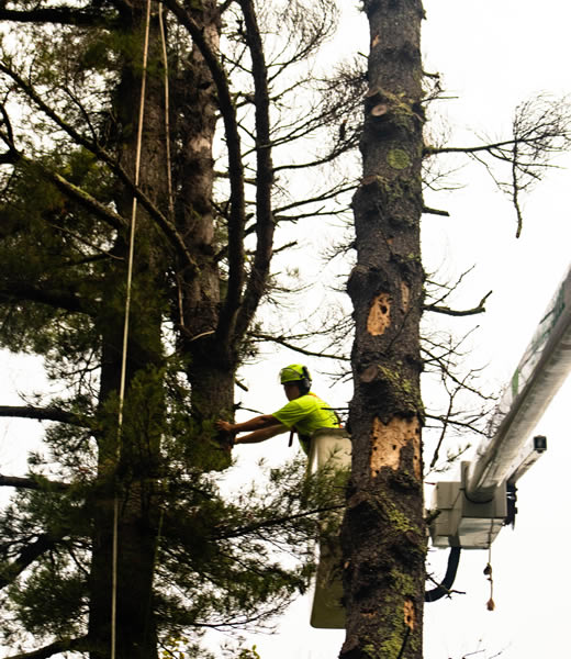 One of Pinnacle Tree’s professional tree arborists removing a tree.
