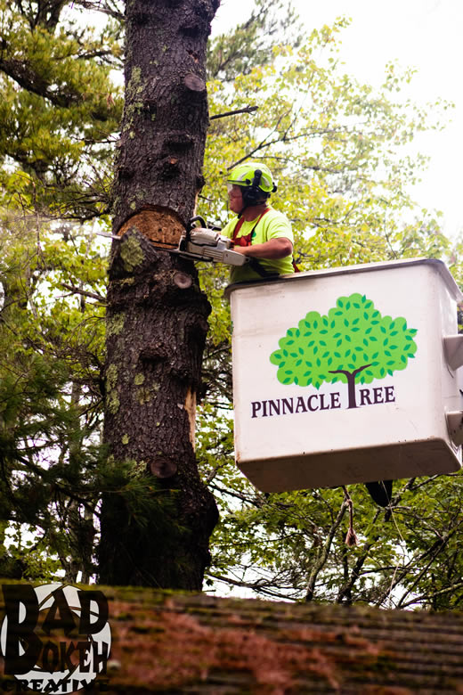 One of Pinnacle Tree’s professional tree arborists cutting down a tree from a bucket loader.