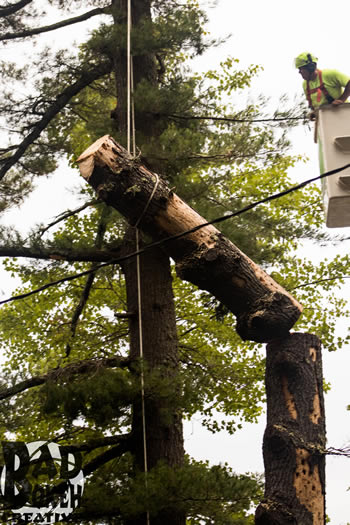 The Viles Estate in Augusta trusted Pinnacle Tree Professional Arborists to remove unwanted trees.